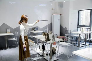 綿陽(yáng)貓咪咖啡館 超萌文藝體驗(yàn)，甜點(diǎn)擊潰少女心